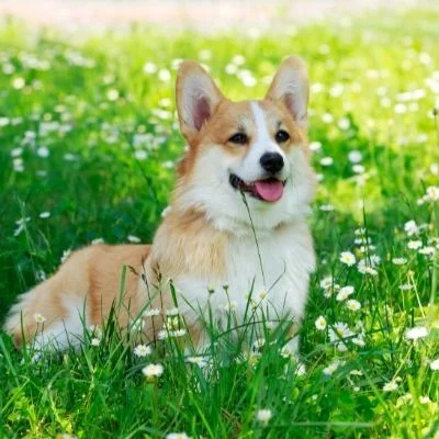 Welsh Corgis Best Age To Breed