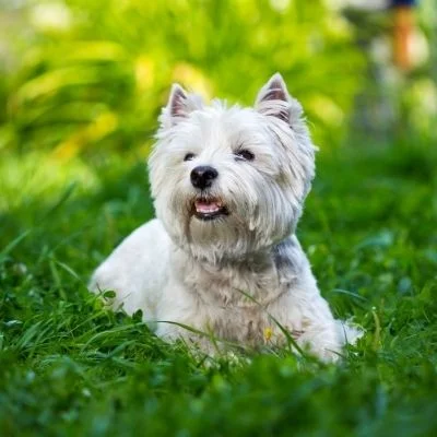 West Highland White Terriers Best Age To Breed
