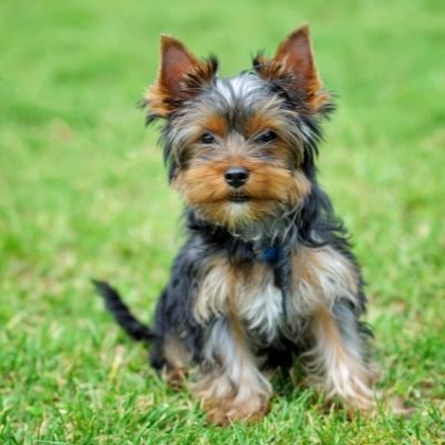Yorkshire Terriers Best Age To Breed