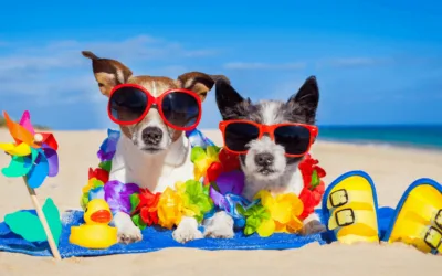 How to Find a Breeding Mate for Your Pet [Step-by-Step Guide]