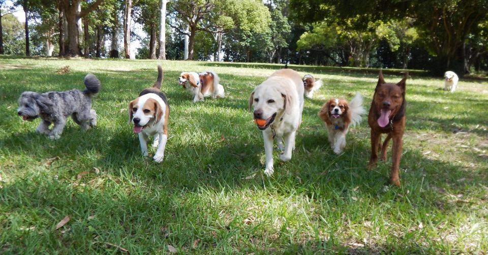 Socializing dogs petmeetly