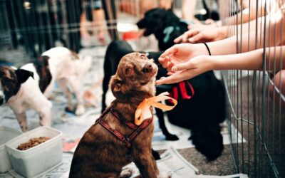 Dog Adopter’s Checklist (Before, During & After Adoption)