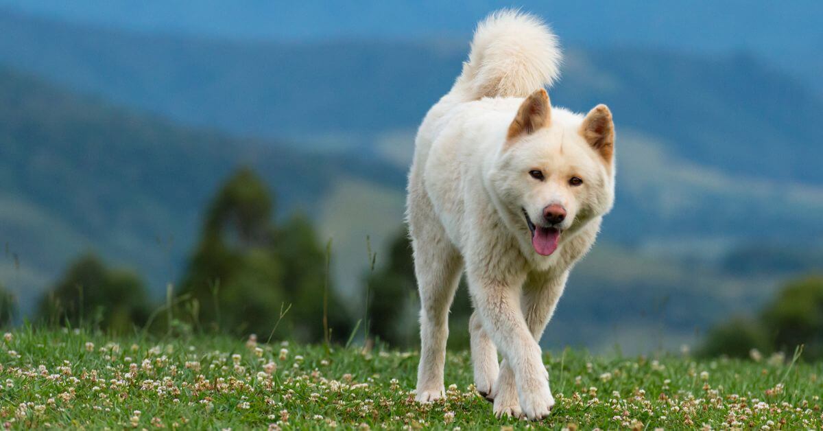 Akita | Breed Your Dog | Petmeetly