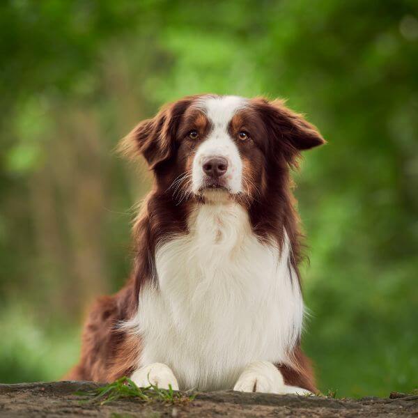 Australian shepherd for breeding in petmeetly.com