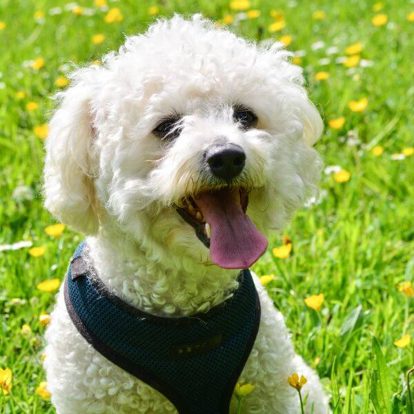 bichon frise breeding