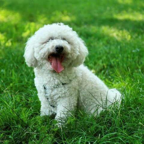 Bichon Frise For Adoption | Adopt A Bichon Frise | Petmeelty