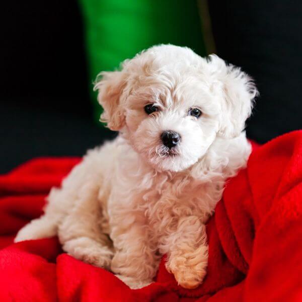 bichon frise for sale