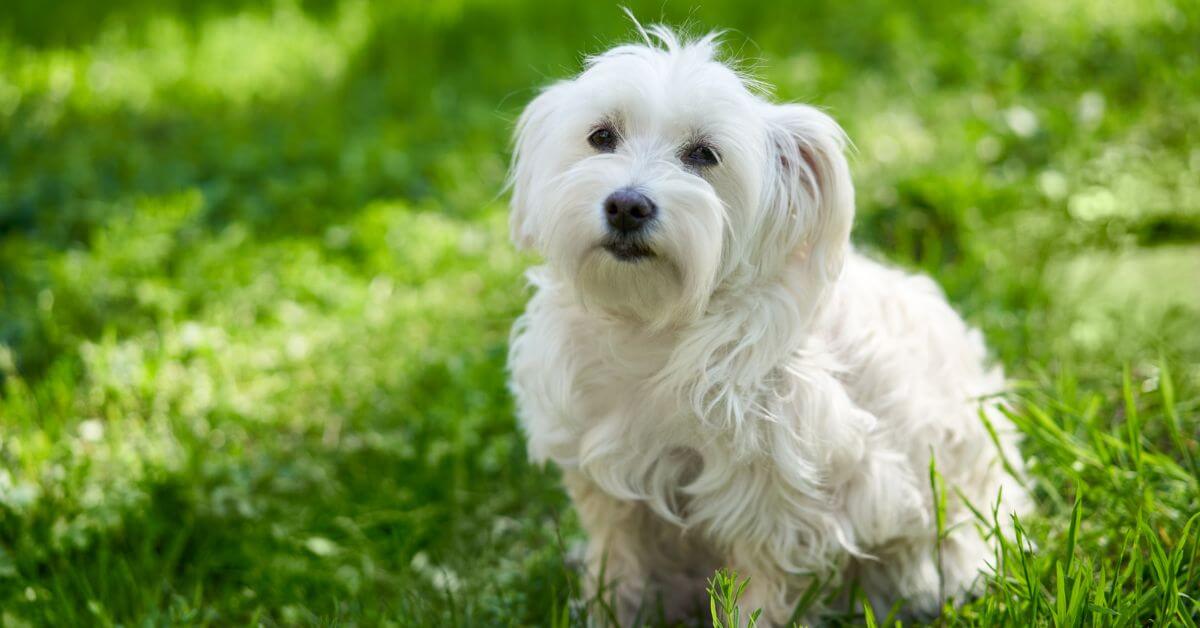 Bichon Frise Puppies For Sale | Petmeetly