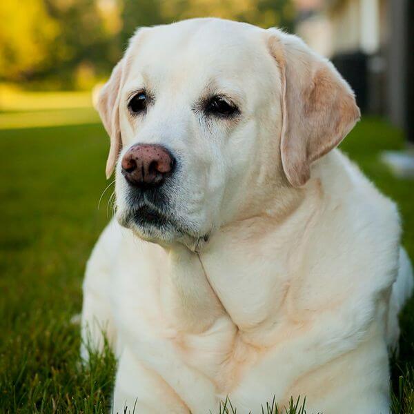 labrador retriever breeding