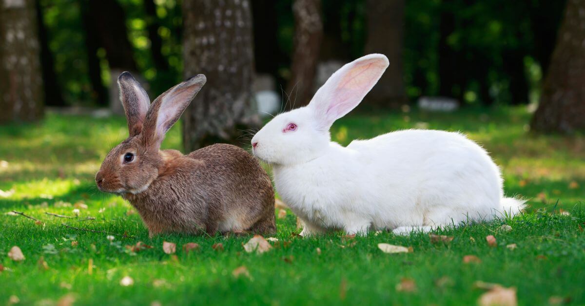 Pet Rabbits Pet Rabbit Breeding Rabbit Stud Bunny Dating