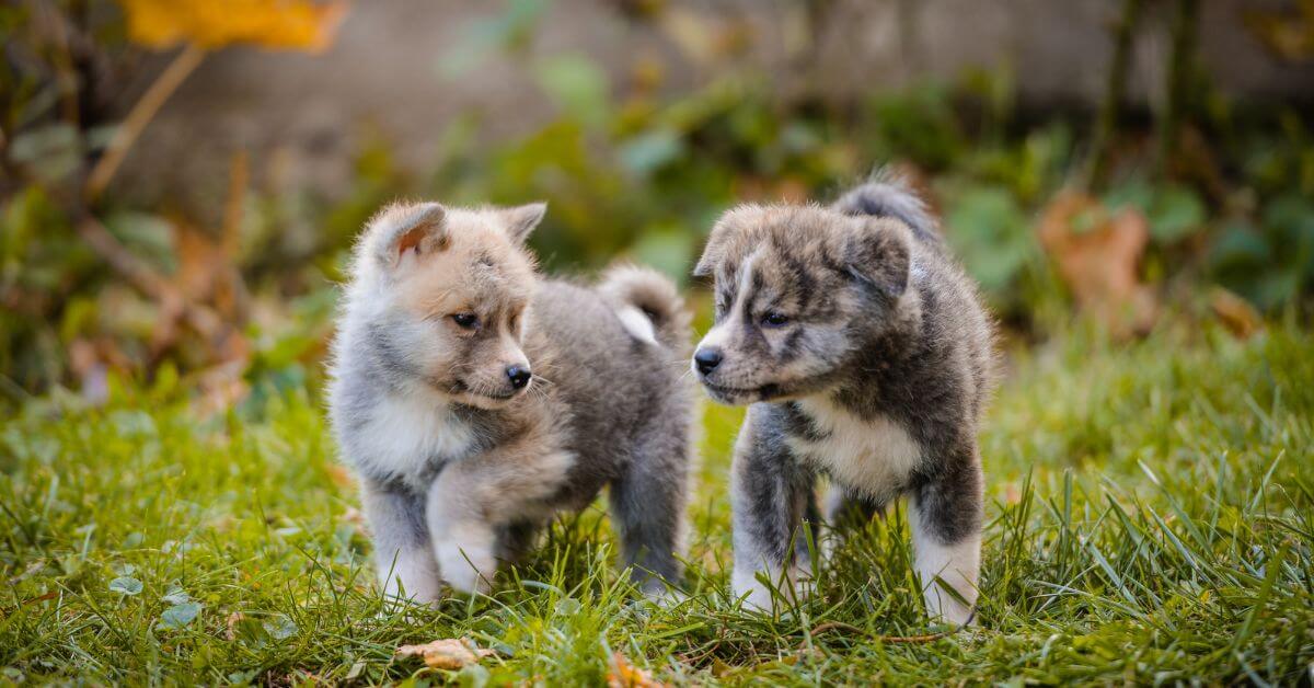 Akita Puppies For Sale | Petmeetly