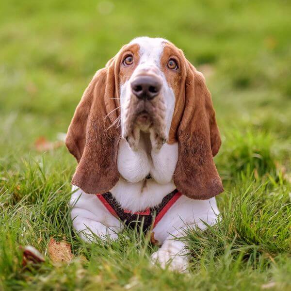 Basset Hound Breeding