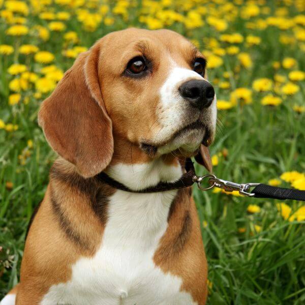 Beagle breeding
