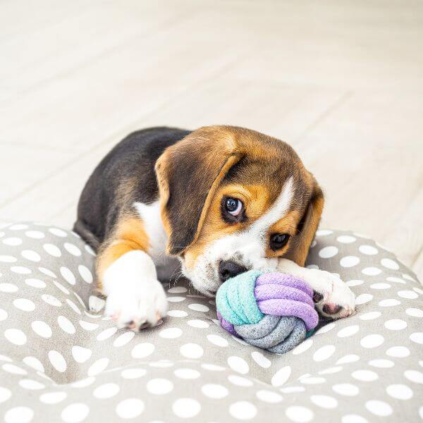 Beagle for adoption