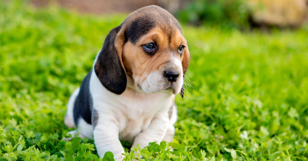 Beagle For Adoption | Adopt A Beagle | Petmeelty