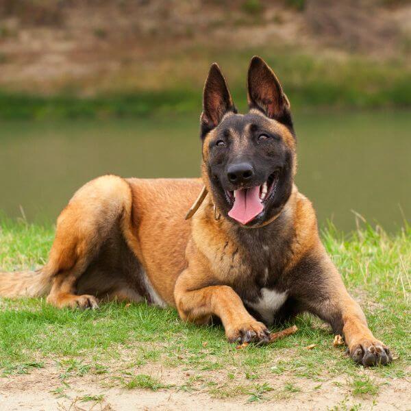 Belgian Malinois breeding