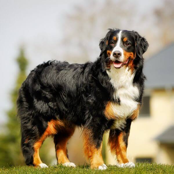 Bernese Mountain Dogs Breeding