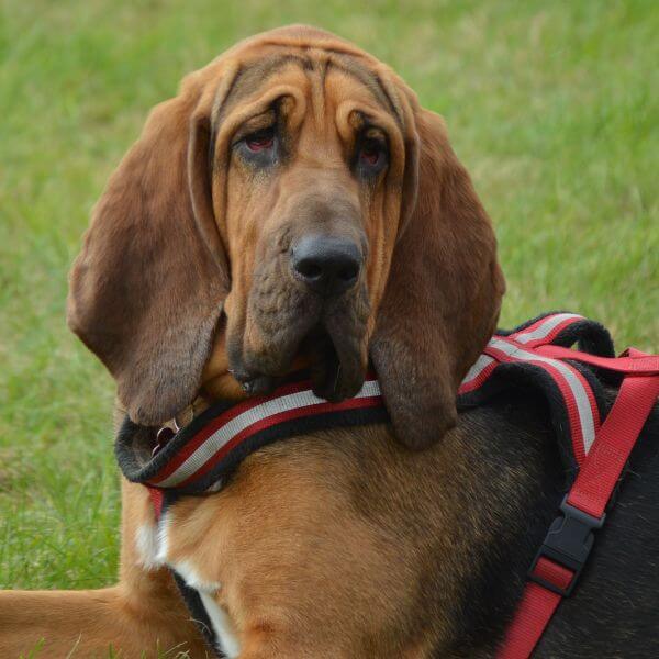 Bloodhound Breeding