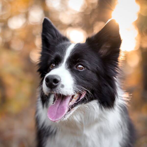 Border Collie Breeding