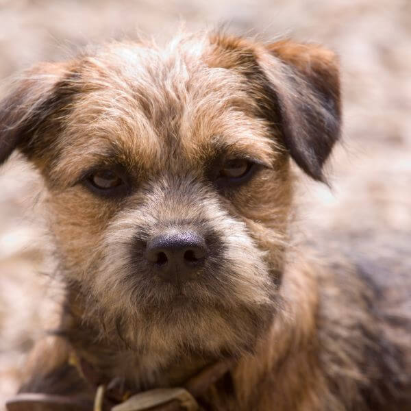 Border Terrier for adoption