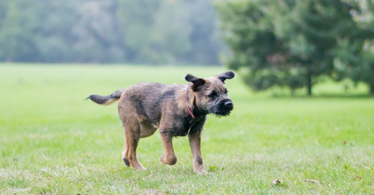 Border Terrier For Adoption Adopt A Border Terrier Petmeetly   Border Terrier For Adoption F 