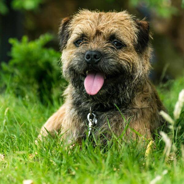 Border terrier for sale