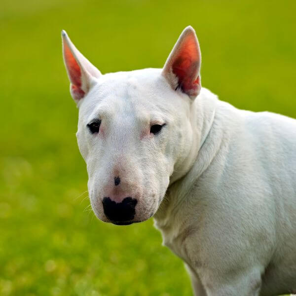 Bull Terrier Breeding