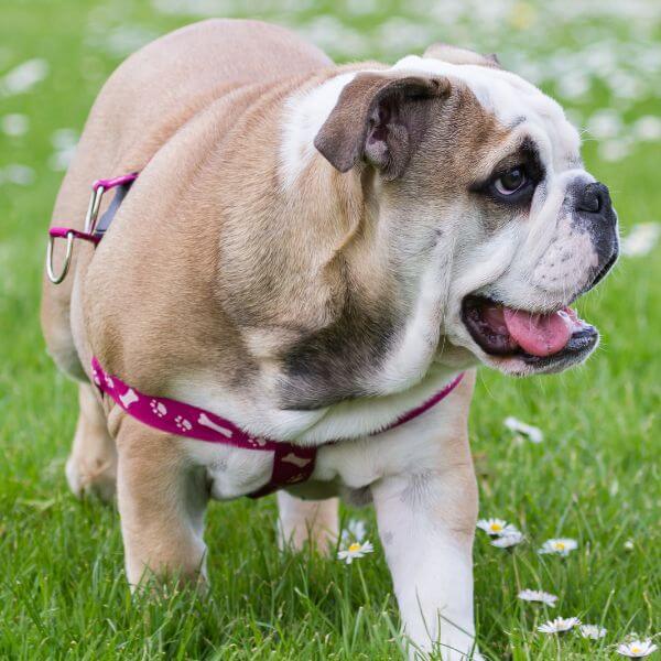 Bulldog Breeding