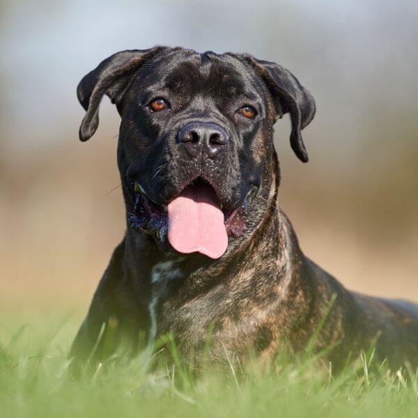 Cane Corso Breeding