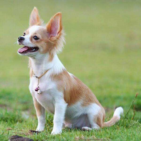 Chihuahua Breeding