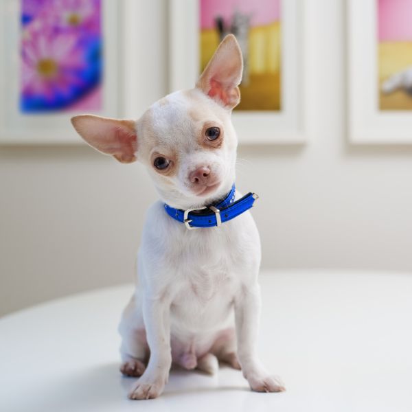 Chihuahua For Adoption