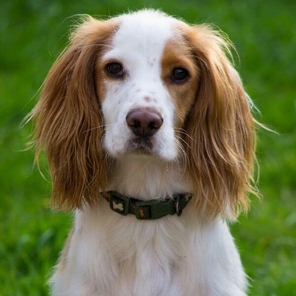 Cocker Spaniel breeding