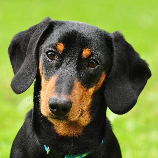 Dachshund Breeding