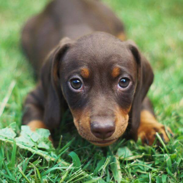 Dachshund for sale