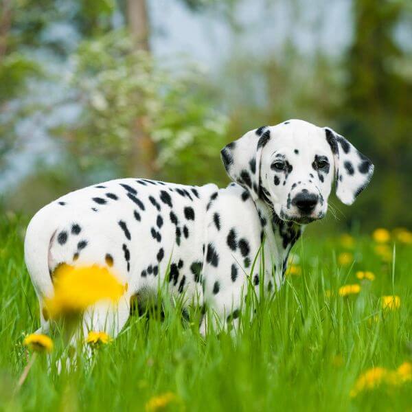 Dalmatian Breeding