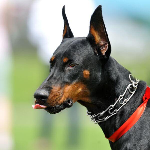 Doberman Breeding