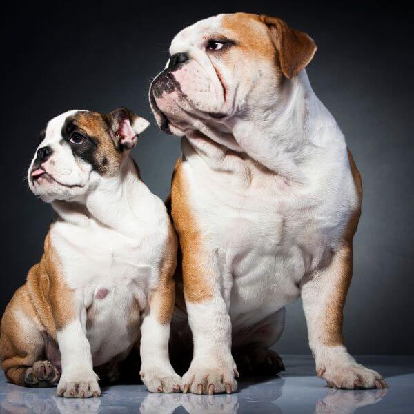 English Bulldog for adoption