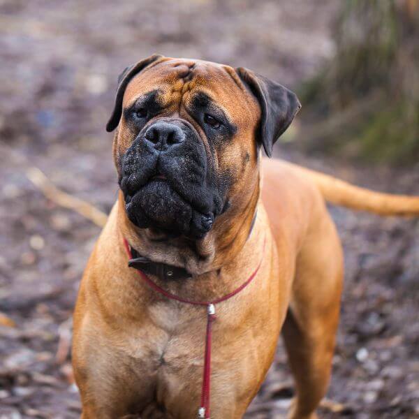 English Mastiff Breeding