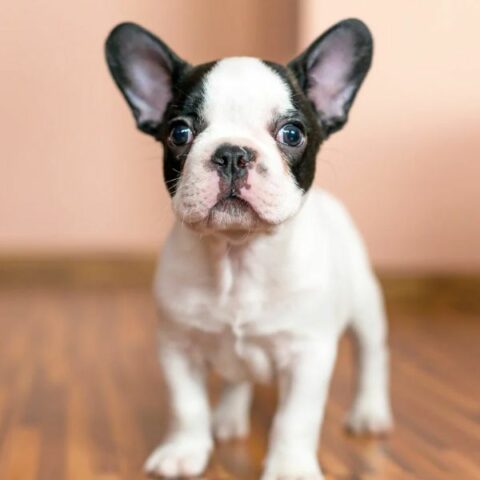 French Bulldog For Adoption | Adopt A French Bulldog | Petmeetly