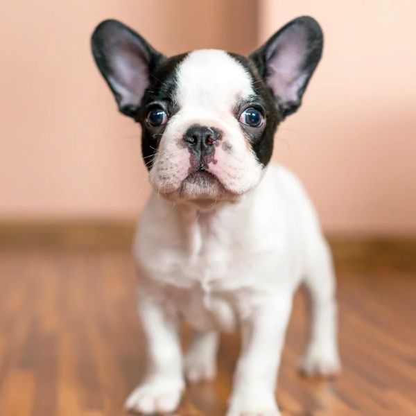 French Bulldog for adoption