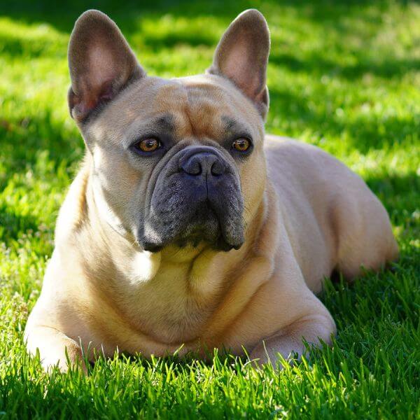 French bulldog breeding