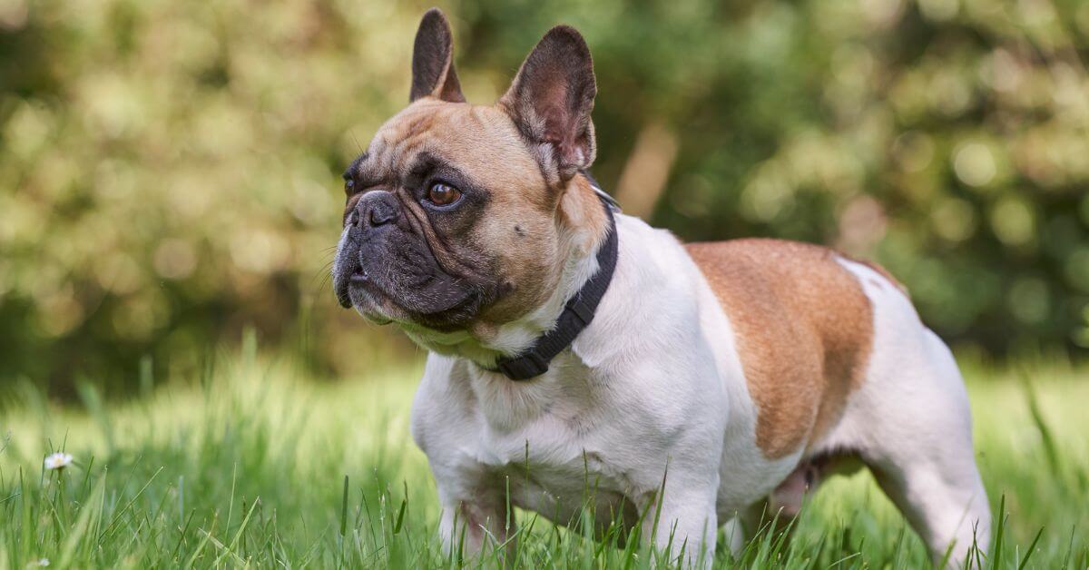 French Bulldog | Breed Your Dog | Petmeetly