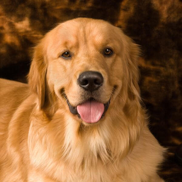 Golden retriever Breeding