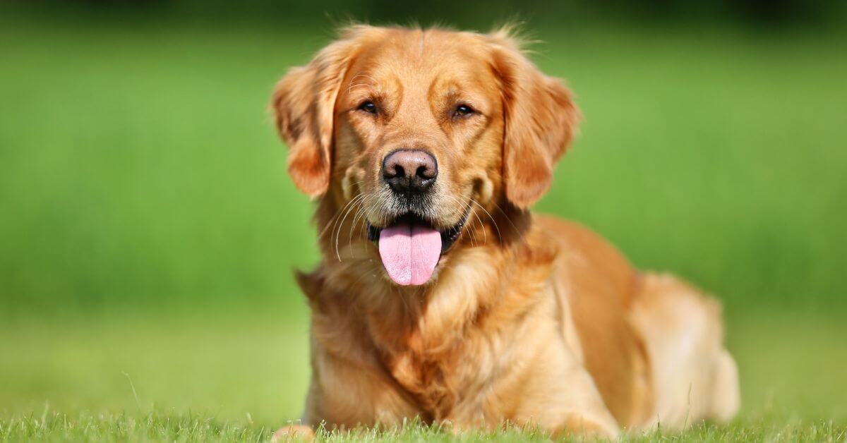 Golden Retriever | Golden Retriever Breeder Near Me | Petmeetly