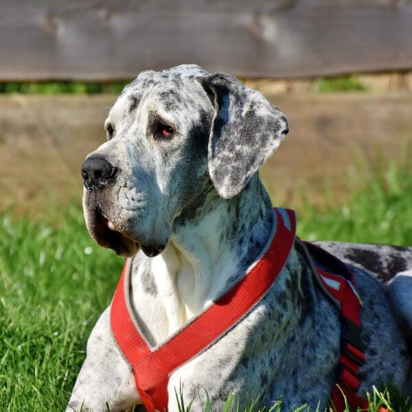 Great Dane Breeding