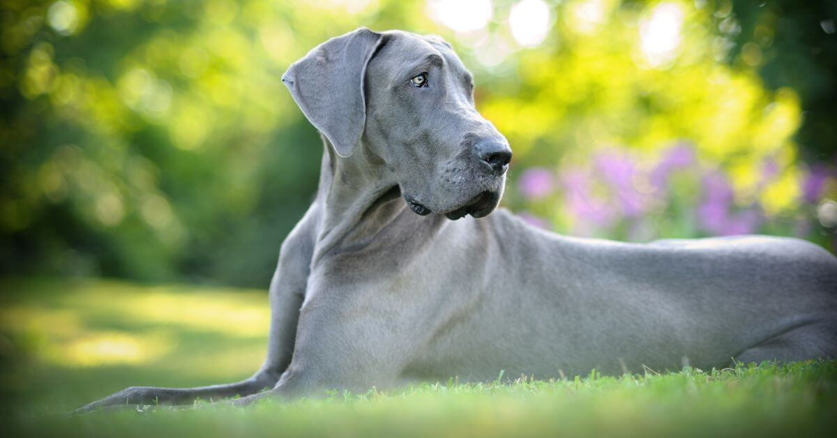 Great Dane | Breed Your Dog | Petmeetly