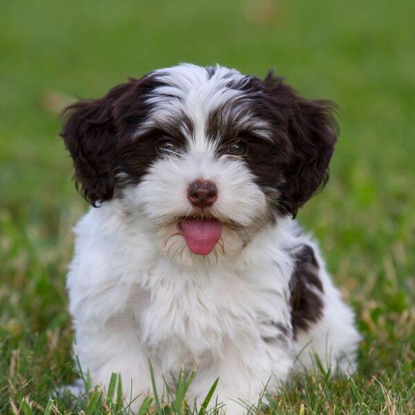 Havanese Breeding