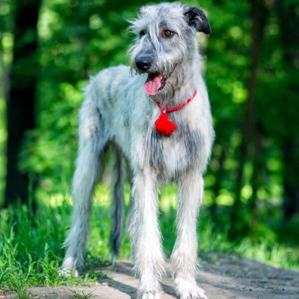 Irish Wolfhound for adoption on www.petmeetly.com