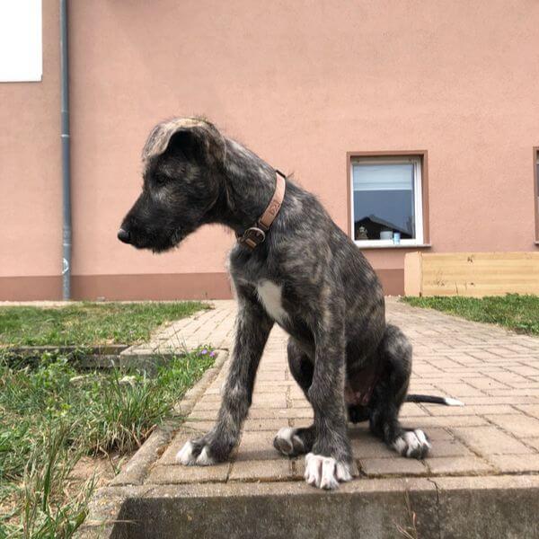 Irish Wolfhound for sale