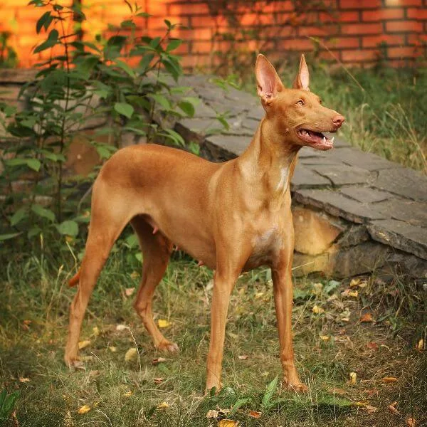 Pharaoh Hound